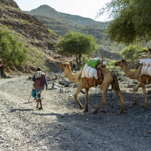 Tales of the Djibouti By Camille Massida